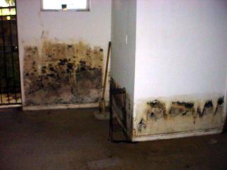 Basement Mold