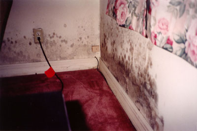 Mold and Mildew